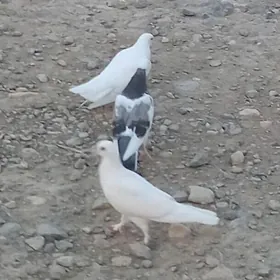 Guş