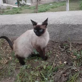 siyamski