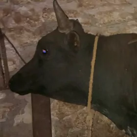 Öküz