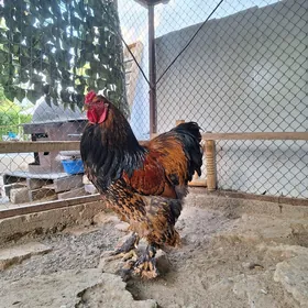 brama towuk