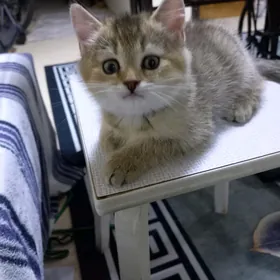 Мальчик золотая шиншилла