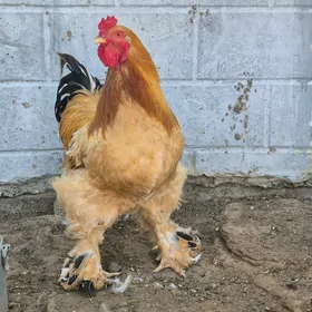 Arginal Brama karlik juyjeleri