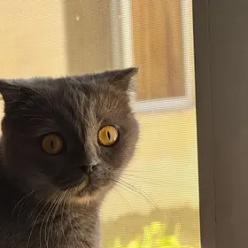 кошка