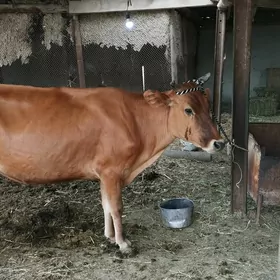 Sygyr
