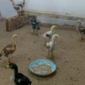 taşkent jüje