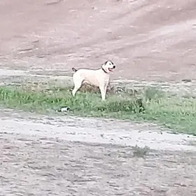 it