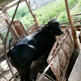 öküz