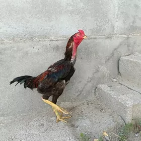 Taşkent