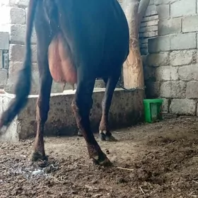 Göleli sygyr