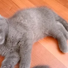котёнок мальчик