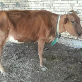 SYGYR 2 GUZLAN