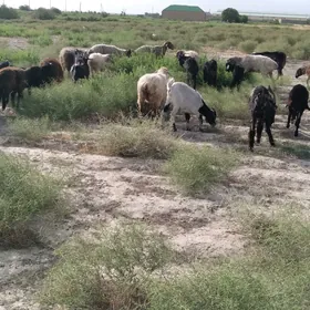 goyun geçi erkec