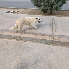 Собака