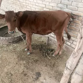 unajym 8 aylik