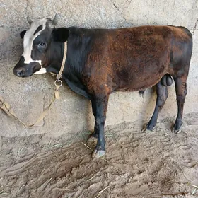 oküz