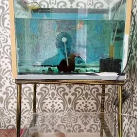 Akwaryum