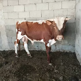 oküz