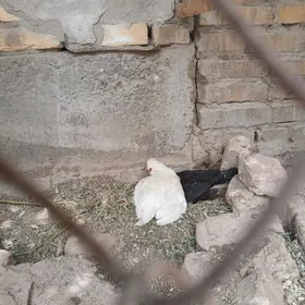 карлик