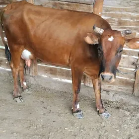 göleli sygyr 3 garny