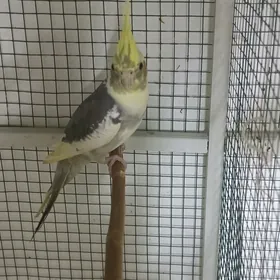 popugay