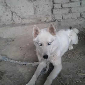 Собака Хаски