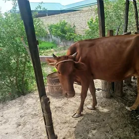 saglyk sygyr