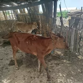 gunajynlar