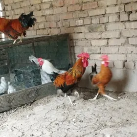 хораз