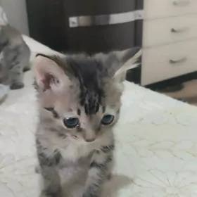 домашние животные