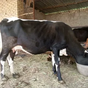 sygyr goleli