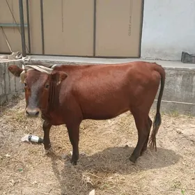 unajynlar