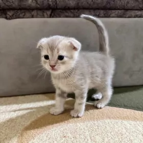 вислоухий шотландский