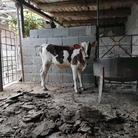 Öküz