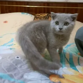Лиловый мальчик