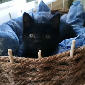 Котенок девочка в добрые руки