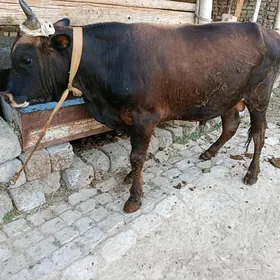 ÖKÜZ