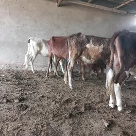 göle