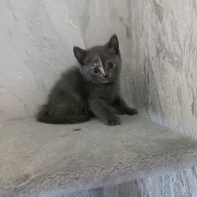 котята