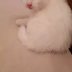 отдам котят