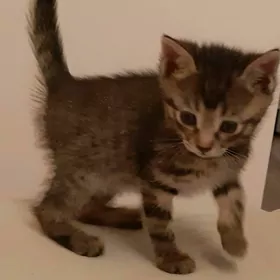 отдам котенка