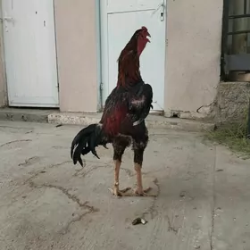 taşkent