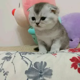 шотландские котята