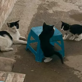 pişik çaga