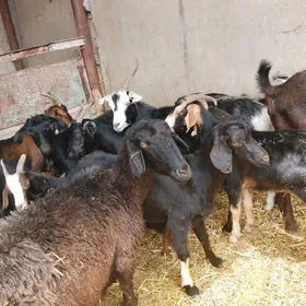 dog çebiş