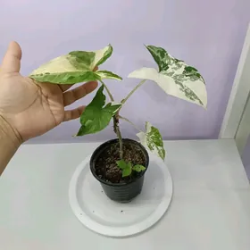 СИНГОНИУМ