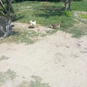 guwa gaz
