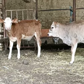tuweler