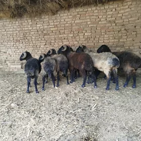 gockar