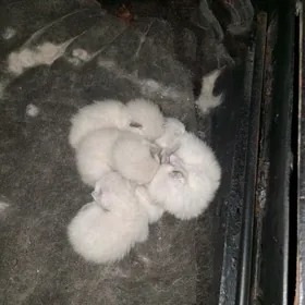 сиамские котята