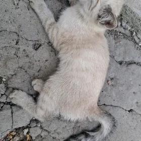 Балинезийская кошка